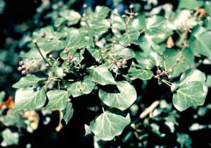 Picture closeup of English Ivy (Hedera helix) leaves and tiny fruit capsules.