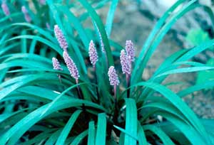 Picture closeup of Liriope (Liriope muscari) clump showing purple flower spike structure and leaf structure.