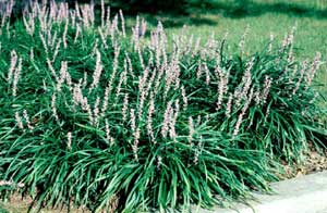 Picture of multiple Liriope (Liriope muscari) forms bearing puple flower spikes