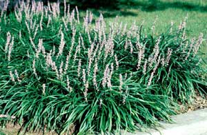 Picture of multiple Liriope (Liriope muscari) forms bearing puple flower spikes Picture of multiple Liriope (Liriope muscari) forms bearing puple flower spikes