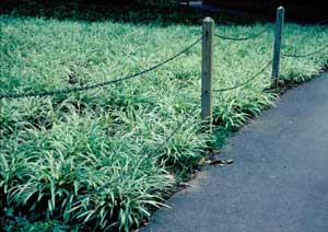Picture of Liriope (Liriope muscari) form in area groundcover next to foot path bordered by rope fence.