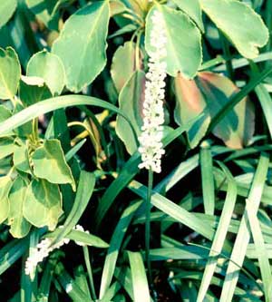 Picture closeup of Liriope (Liriope muscari) white flower structure and leaves