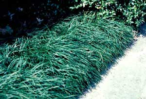 Picture of Mondograss (Ophiopogon japonicus) form in landscape border row.