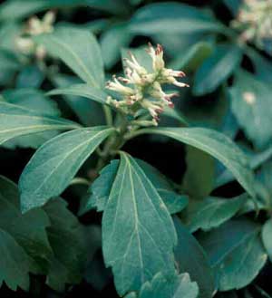 Picture closeup of Pachysandra (Pachysandra terminalis) small white and red flower and leaves showing structure.