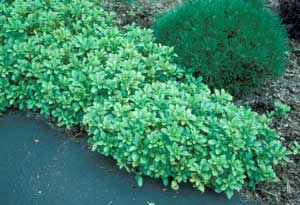 Picture of Pachysandra (Pachysandra terminalis) form in border row. Picture of Pachysandra (Pachysandra terminalis) form in border row.