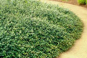 Picture of Japanese Star Jasmine (Trachelospermum asiaticum) form cover in landscaped bed. Picture of Japanese Star Jasmine (Trachelospermum asiaticum) form cover in landscaped bed.