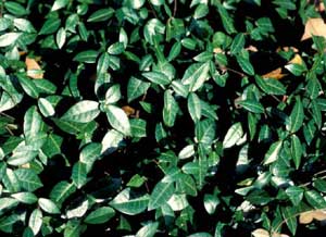 Picture closeup of Japanese Star Jasmine (Trachelospermum asiaticum) leaves