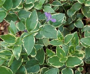 Picture closeup of Bigleaf Vinca (Vinca major) variegated green leaves with white edges and single purple flower.