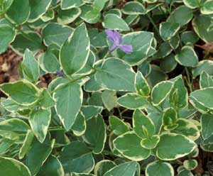 Picture closeup of Bigleaf Vinca (Vinca major) variegated green leaves with white edges and single purple flower. Picture closeup of Bigleaf Vinca (Vinca major) variegated green leaves with white edges and single purple flower.