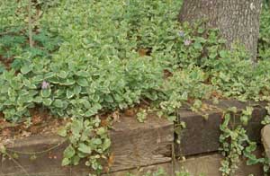 Picture of Bigleaf Vinca (Vinca major) form cover cascading over wooden landscape timbers. Variegated leaves (green with whie edges) and small purple flowers are visable.