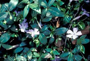 Picture closeup of Vinca  (Vinca minor) purple flowers and leaves