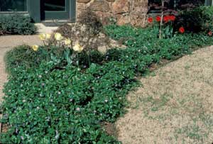 Picture of Vinca  (Vinca minor) form cover in landscaped setting.  Small purple flowers are visible.