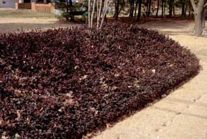 Picture of Wintercreeper Euonymus (Euonymus fortunei 'Coloratus') form in deep maroon winter color as an island in landscape setting.