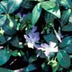 Photo of a groundcover - Link to groundcovers common and scientific indexes