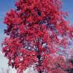 Photo of a landscape tree - Link to landscape trees common and scientific indexes