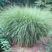 Photo of an ornamental grass. Link to common name index.