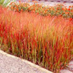 Photo of an ornamental grass. Link to scientific name index.