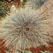 Photo of a ornamental grass - Link to ornamental grasses common and scientific indexes