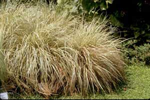 Picture of 'Evergold' Ornamental Sedge (Carex sp.) form clump of grass blades and with flowers