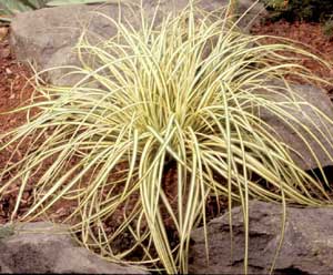 Picture of 'Aureo Variegata' Ornamental Sedge (Carex sp.) form clump with yellow and green blades.