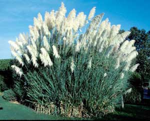 Picture of Pampass Grass (Cortaderia selloana) clump showing large spread of white flower plumes.