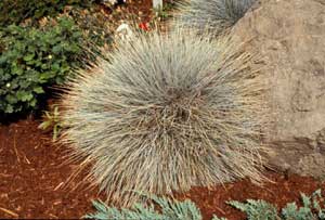 Picture of Blue Fescue (Festuca ovina 'Glauca') form clump showing blueish blades.