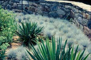 Picture of landscaped area with stone wall with Blue Fescue (Festuca ovina 'Glauca') plantings.