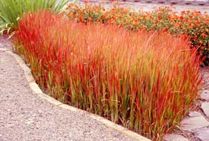 Picture of Japanese Bloodgrass (Imperata cylindrica 'Red Boston') form as patch of red leaves in landscaped area bounded by stone and brick borders.