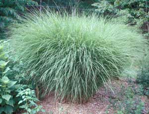 Picture of Maiden Grass (Miscanthus sinensis) form clump.