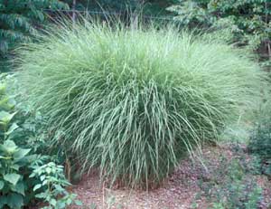 Picture of Maiden Grass (Miscanthus sinensis) form clump. Picture of Maiden Grass (Miscanthus sinensis) form clump.