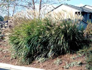 Picture of Maiden Grass (Miscanthus sinensis) on embankment showing forms with white flower plumes.