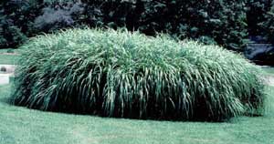 Picture of Maiden Grass (Miscanthus sinensis) forms shaped in an island on a lawn.