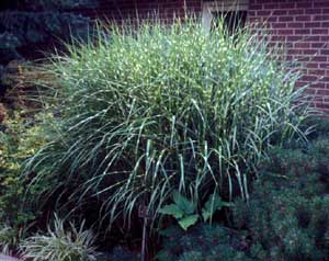 Picture of Maiden Grass (Miscanthus sinensis) 'Stricta' clump form
