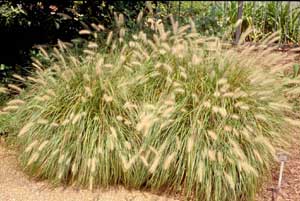 Picture of 'Hameln' Fountaingrass (Pennisetum alopecuroides) in two-clump form with light brown flower plumes.