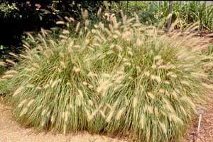 Picture of 'Hameln' Fountaingrass (Pennisetum alopecuroides) in two-clump form with light brown flower plumes. Picture of 'Hameln' Fountaingrass (Pennisetum alopecuroides) in two-clump form with light brown flower plumes.