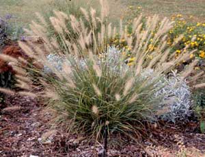 Picture of 'Hameln' Fountaingrass (Pennisetum alopecuroides) form with light brown flower plumes.