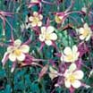Photo of perennial flowers - Link to perennial common and scientific indexes