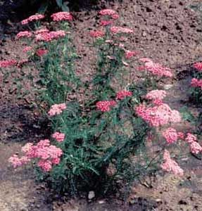 Picture of Yarrow (Achillea sp.) form with pink flower clusters.