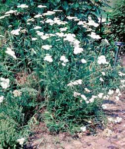 Picture of Yarrow (Achillea sp.) form with white flower clusters.