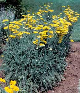 Picture of Yarrow (Achillea sp.) form with yellow flower clusters.