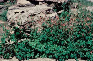 Picture of Columbine (Aquilegia sp.) form with red flowers.