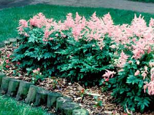 Photo of Astilbe perennial form with flowers