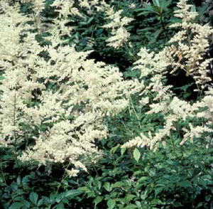 Photo of Astilbe perennial leaves with flowers