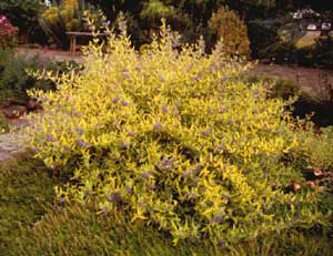 Picture of Blue Mist (Caryopteris x clandonensis) 'Worchester Gold' form showing golden hue of leaves and blueish-purple flower plumes.