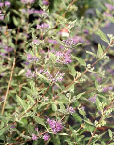 Picture closeup of Blue Mist (Caryopteris x clandonensis) showing branches with green leaves and light blueish-purple plume-like flower clusters.