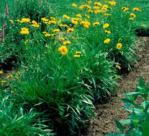 Picture of Tickseed (Coreopsis grandiflora) form with bright yellow flowers.