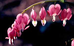 Picture closeup of Bleeding Heart (Dicentra spectabilis) delicate heart-shaped dark pink flowers and white flowers hanging in horizontal row from twig.