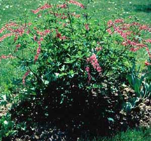 Picture of Bleeding Heart (Dicentra spectabilis) form with reddish pink flower stems.