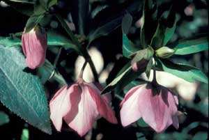 Picture closeup of Lenten Rose (Helleborus orientalis) pink bell-shaped flowers.