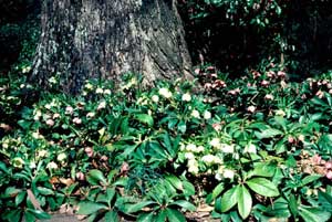 Picture of Lenten Rose (Helleborus orientalis) forms with white and pink flowers around base of tree.